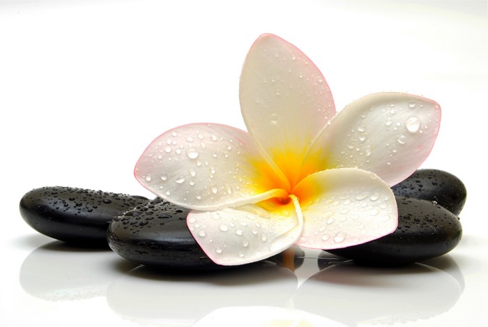 4K Plumeria flower with water drops on stones