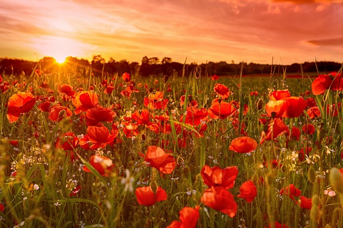 Field of poppies at sunset