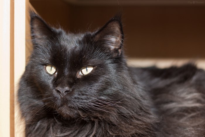 Black Maine Coon Cat