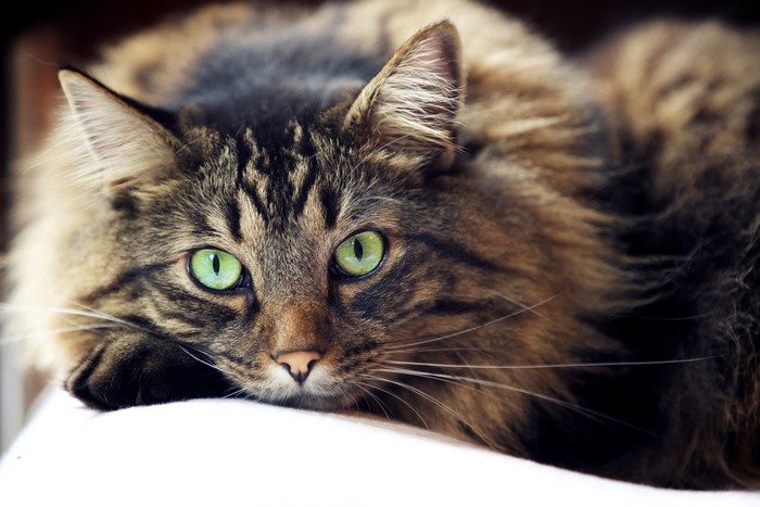 Fluffy cat with green eyes