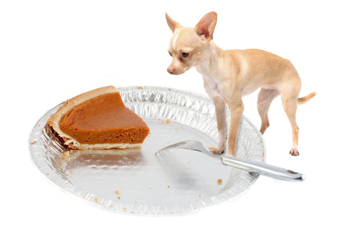 Chihuahua dog looking at a slice of pumpkin pie