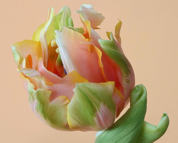 Close-up of a Parrot Tulip
