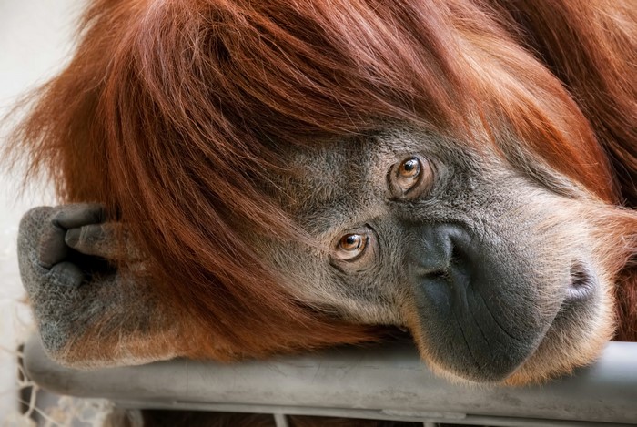Orangutan resting its head on a railing