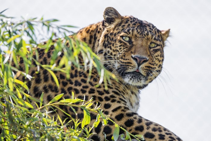 Leopard in green foliage