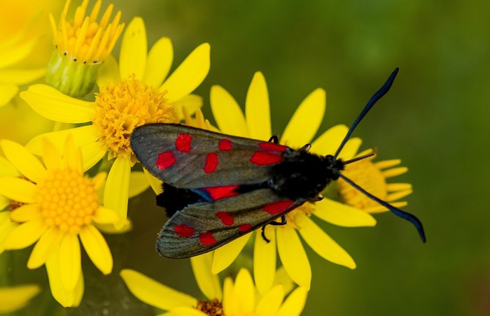 Close-up of a Six-spot Burnet moth on yellow flowers