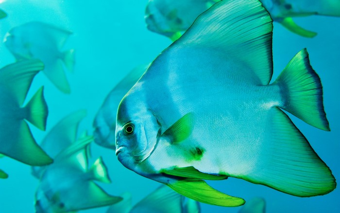 School of Batfish Underwater