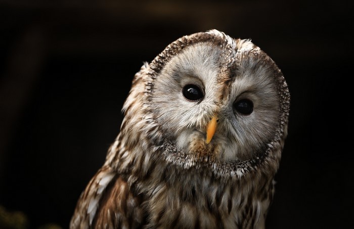 Close-up of a Tawny Owl with dark background