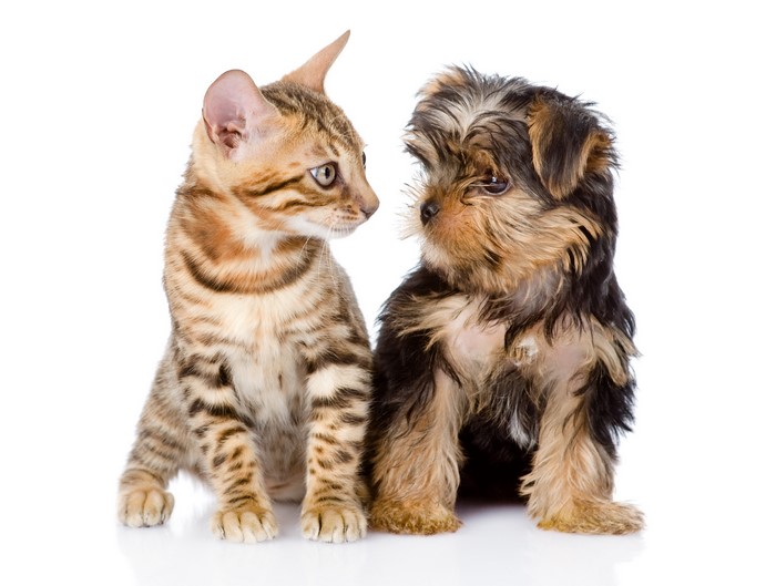 Bengal kitten and Yorkshire terrier puppy
