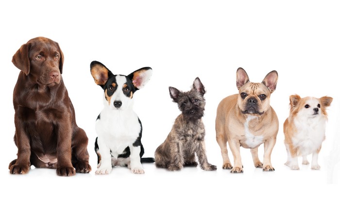 Five dogs of different breeds sitting and standing