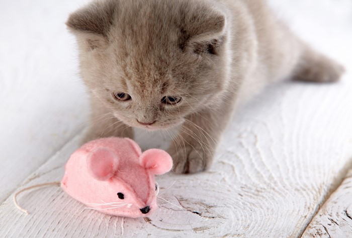 Kitten playing with a pink mouse toy