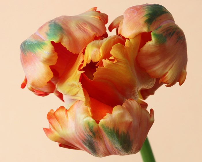 Close-up of a Parrot Tulip flower