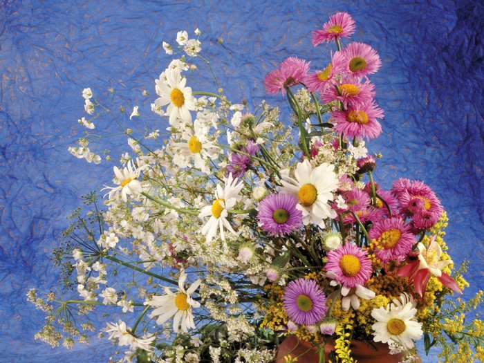 Bouquet of Camomiles and Asters on Blue Background