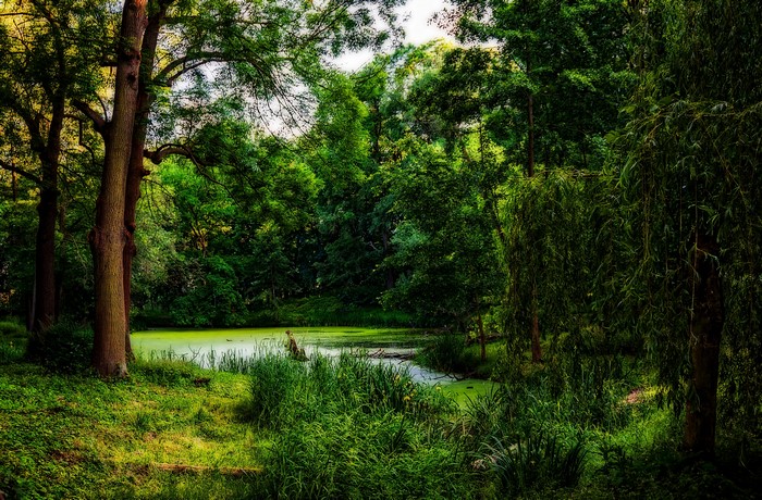 Pond and trees in a forest