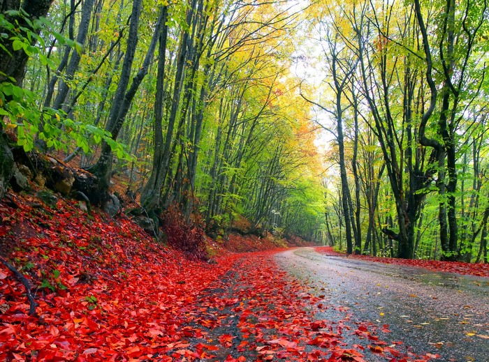 Autumn forest road covered in red leaves