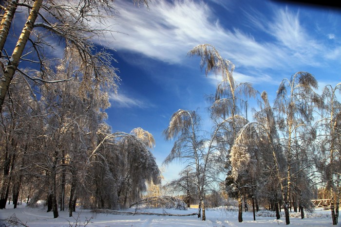 Winter forest with snow-covered trees and blue sky