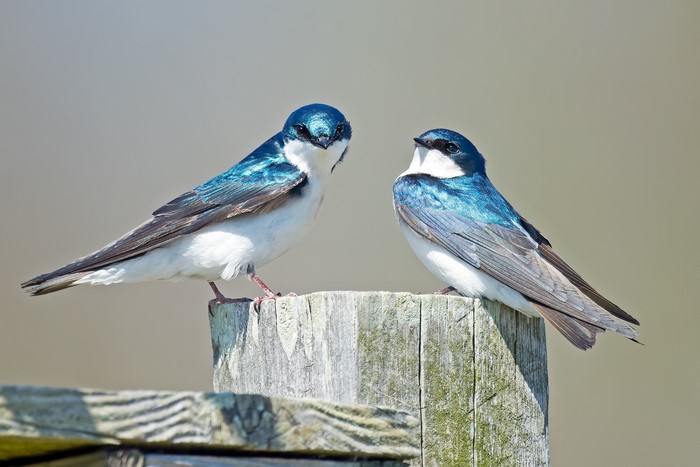 Two Tree Swallows perched on a wooden post