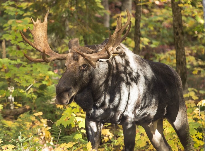 Moose with large antlers in a forest
