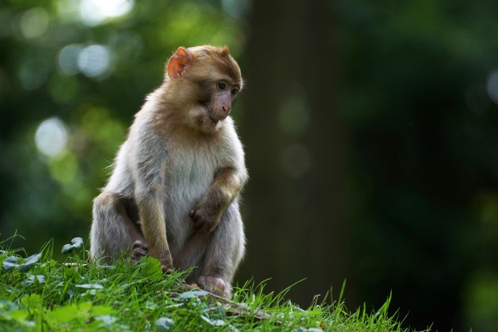 Monkey sitting on grass