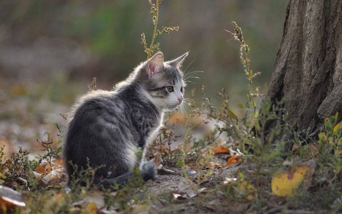 Kitten sitting near a tree in autumn foliage