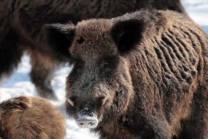 Wild boar in the snow