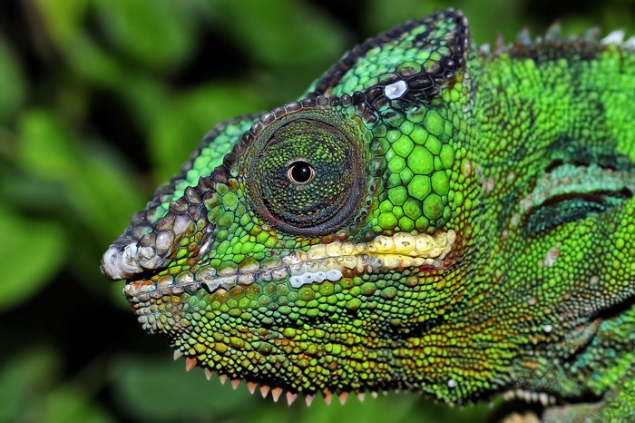Closeup of a green chameleon