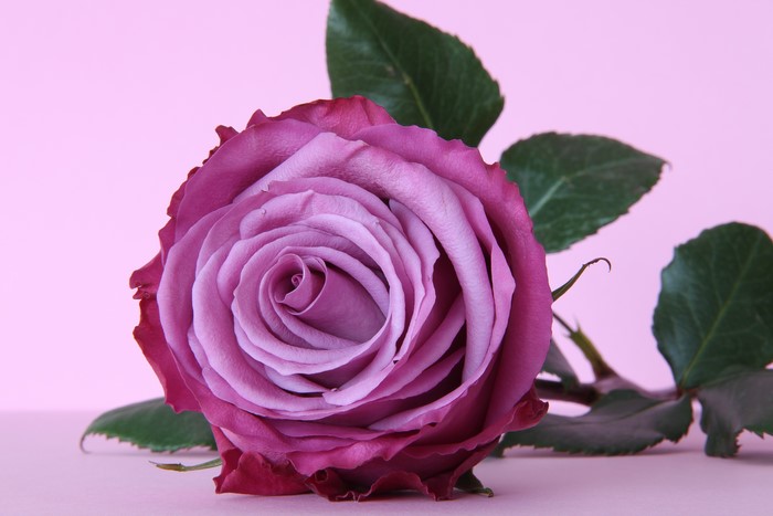 Purple Rose Closeup