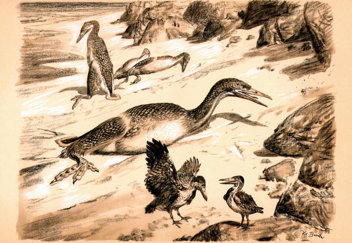 Hesperornis birds on a rocky shore by Zdenek Burian
