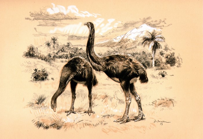Dinornis birds in a prehistoric landscape by Zdenek Burian