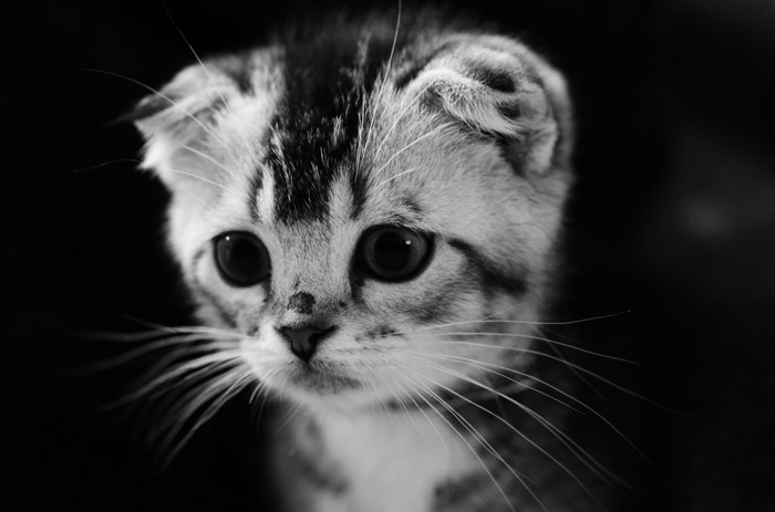 Close-up of a Scottish Fold kitten's face