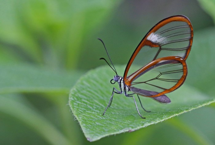 Glasswing butterfly on a green leaf