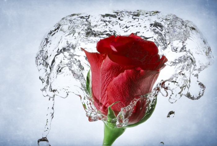 Red Rose with Water Splash