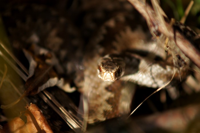 Close-up of a viper snake head