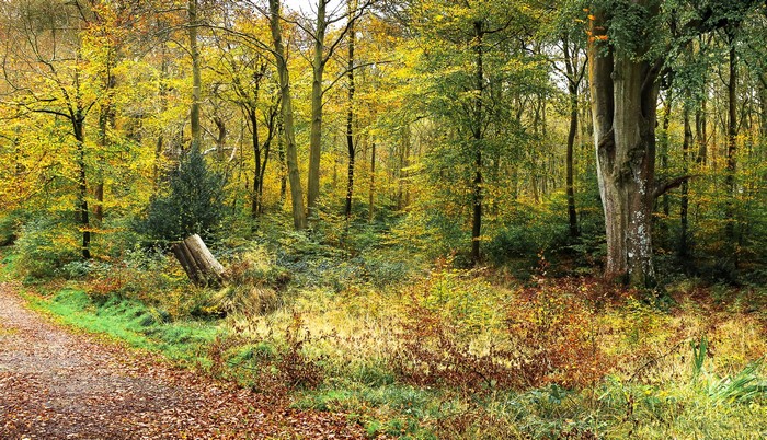 Autumn forest path with fallen leaves
