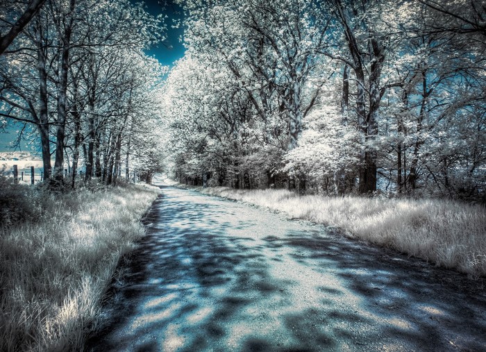 A dirt road lined with trees in winter