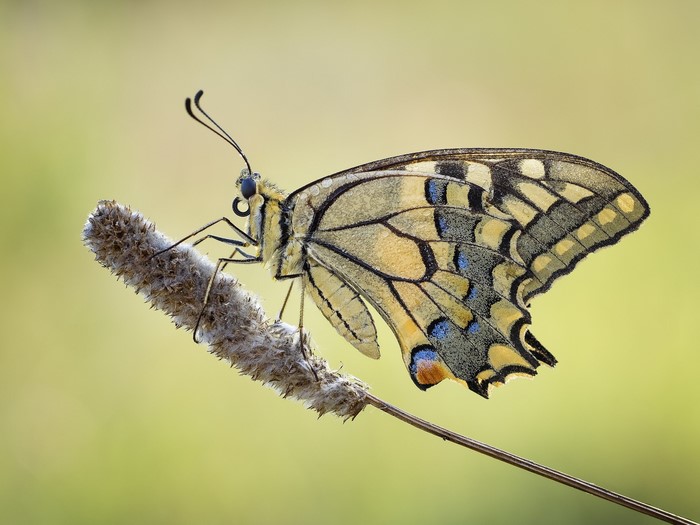 Close-up of a Swallowtail butterfly on a dry plant stem