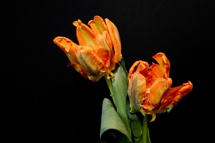 Two orange parrot tulips on a black background