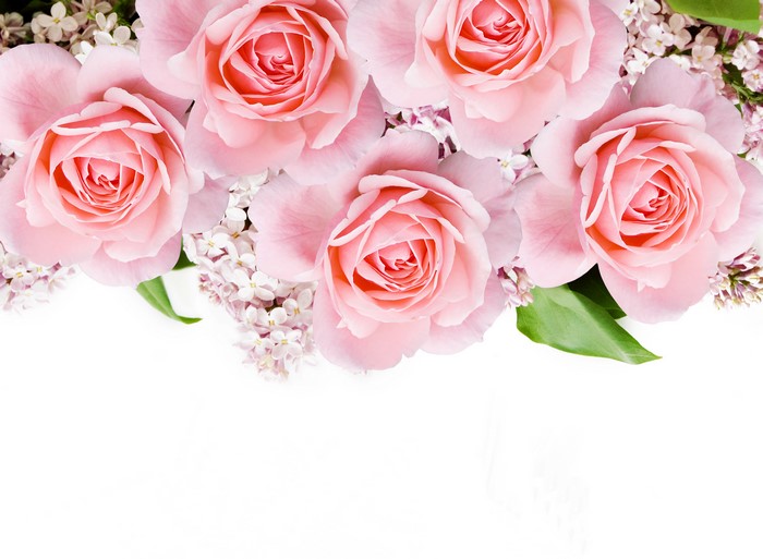 Pink Roses and Lilacs