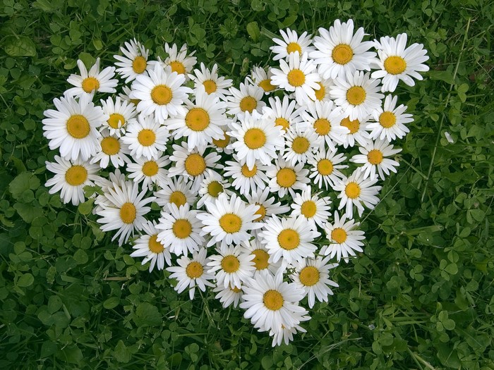 Heart shape made of daisies on grass