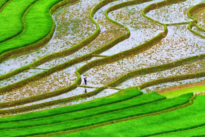Terraced Rice Fields with a Person