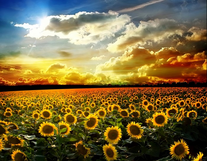 Field of Sunflowers at Sunset
