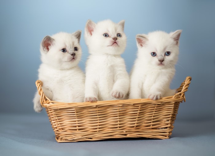 Three White Kittens in a Wicker Basket
