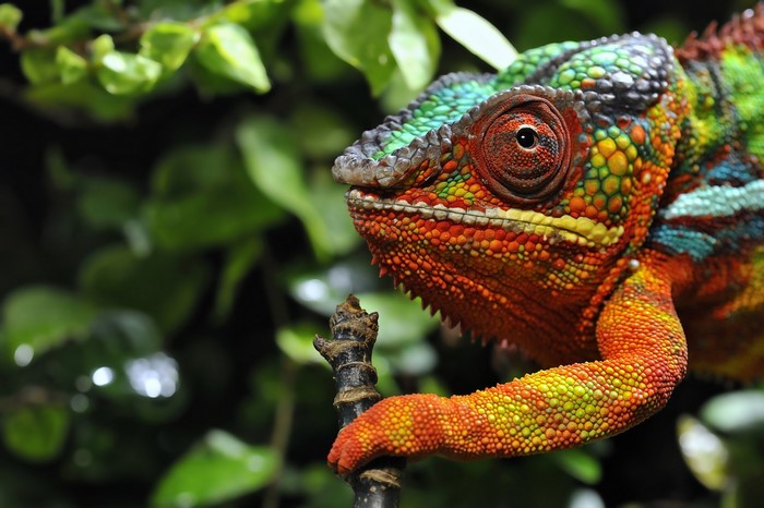 Chameleon on a branch with green leaves