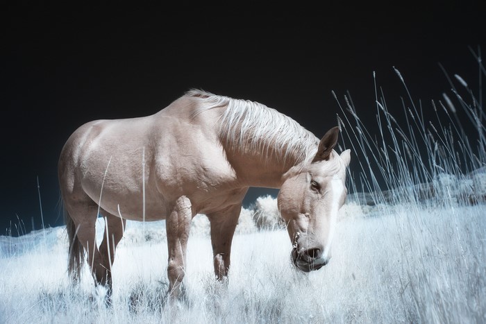 Horse in a field of tall grass
