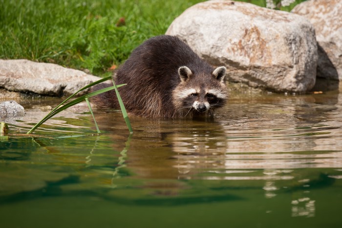 Raccoon in Water by Stones