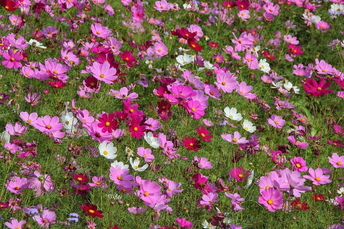 Field of pink and white cosmos flowers