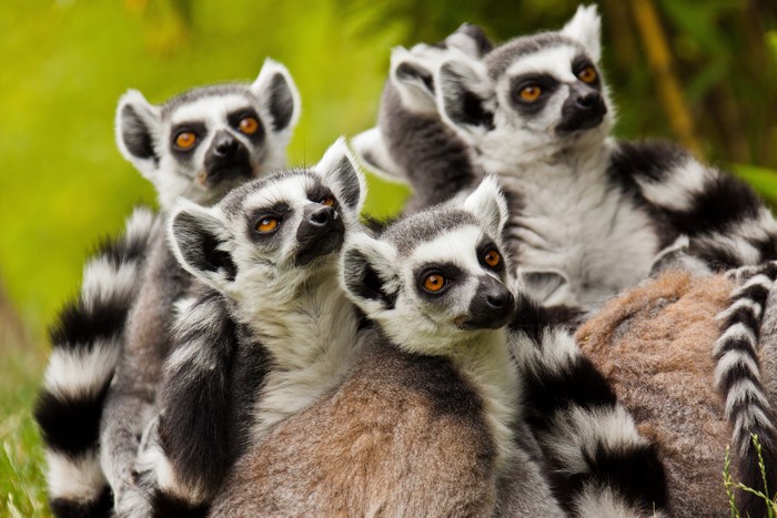 Group of Ring-tailed Lemurs