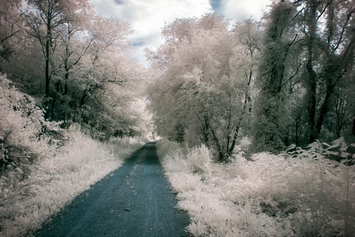 A dirt road winds through a forest with white trees