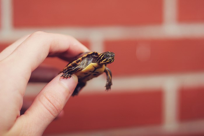 Tiny Turtle Held in Hand