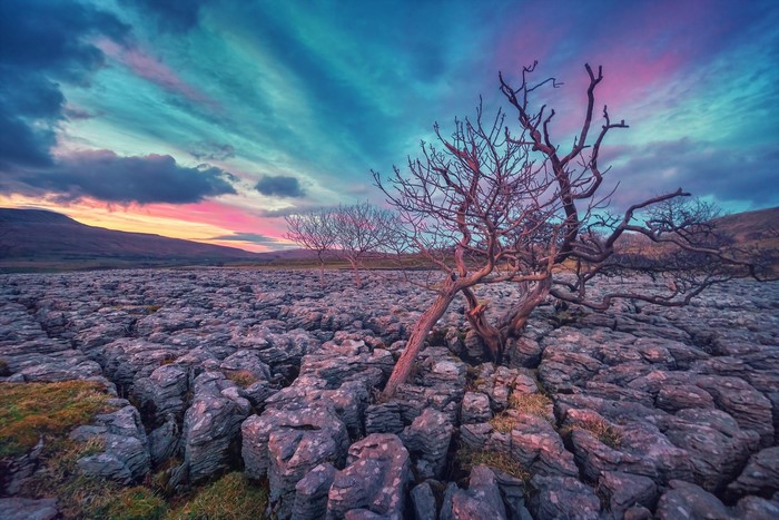 Bare trees on limestone pavement at sunset