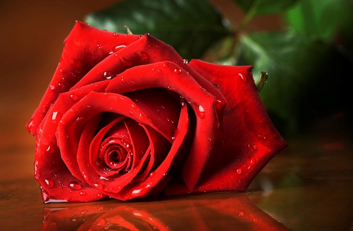 Red rose with water drops on a wooden surface